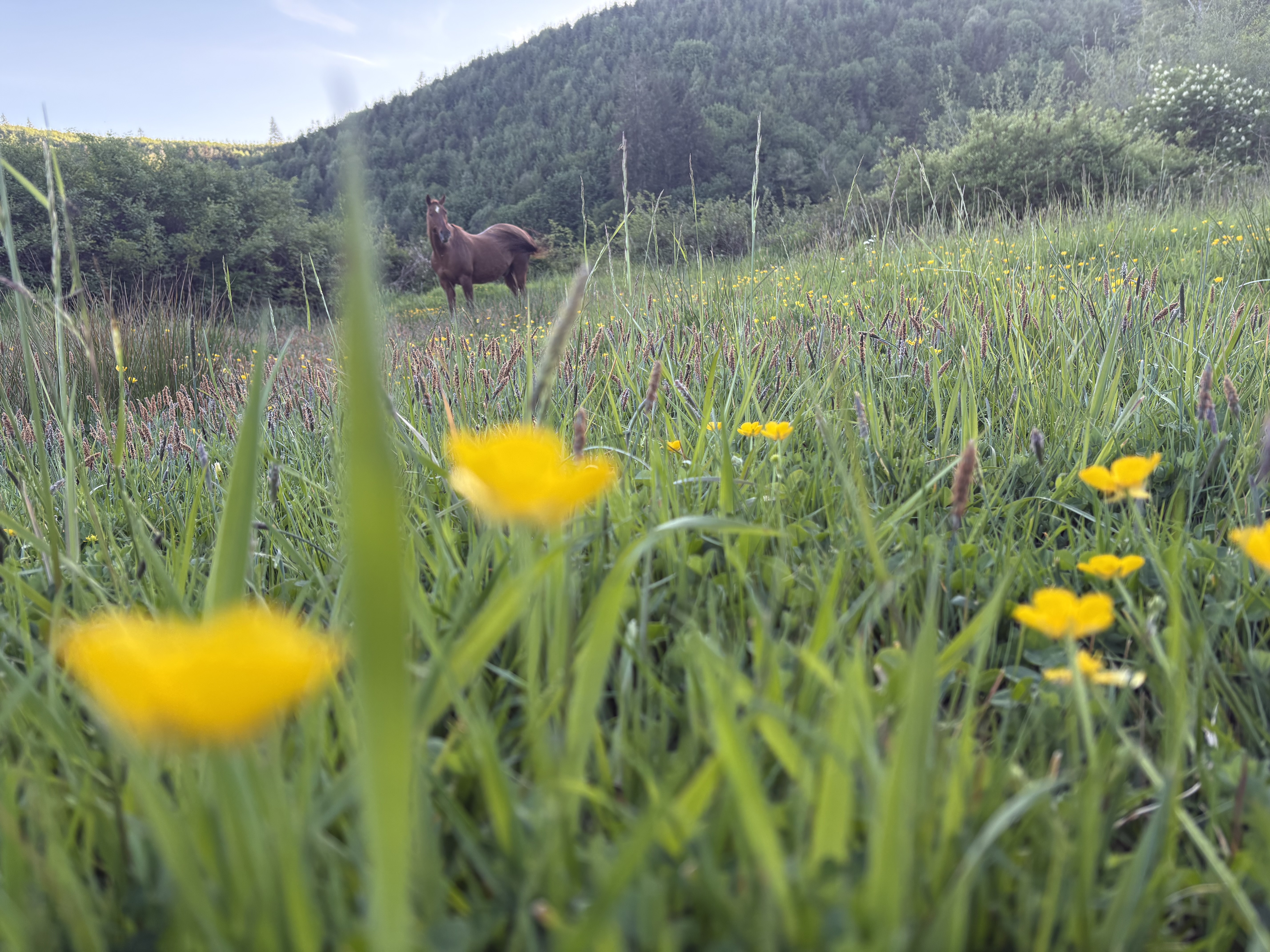 A horse standing peacefully in a wildflower meadow at golden hour