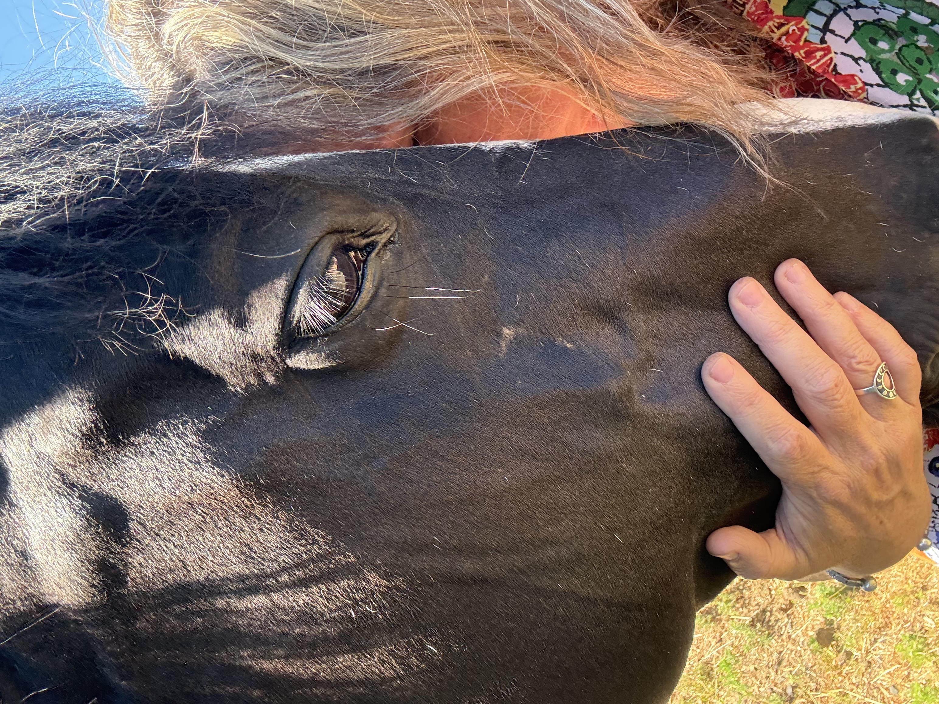 Animal Reiki