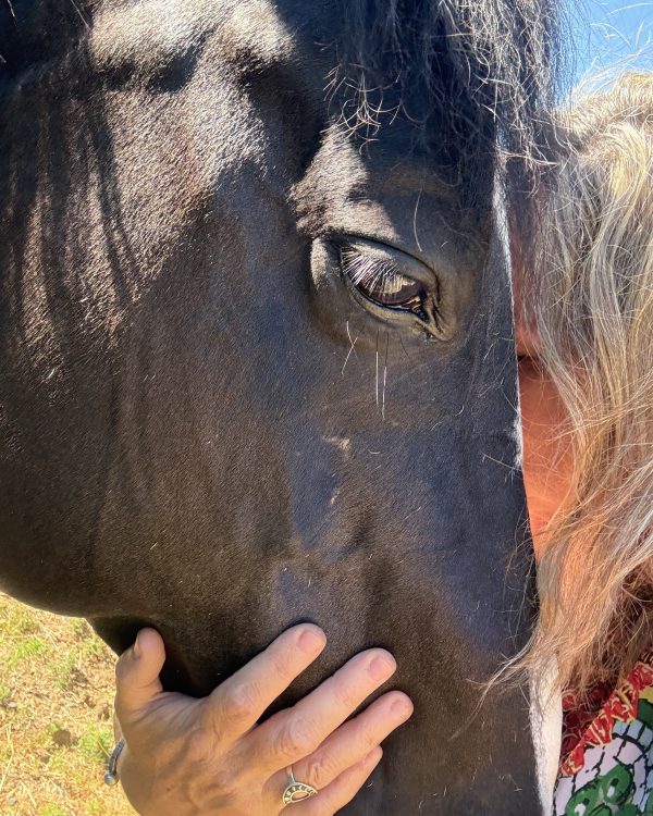 Single Session Equine-Partnered Reiki